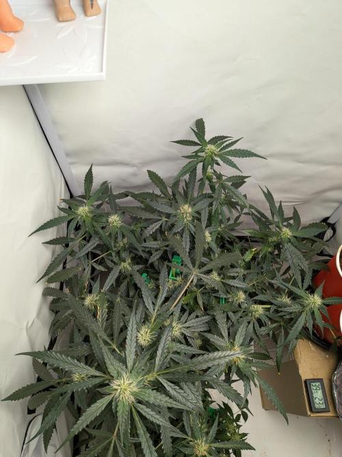Sticky broccoli  🥦 Eternity Cup 2026. Week 10