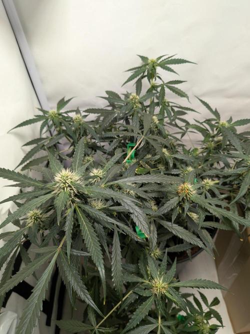 Sticky broccoli  🥦 Eternity Cup 2026. Week 10