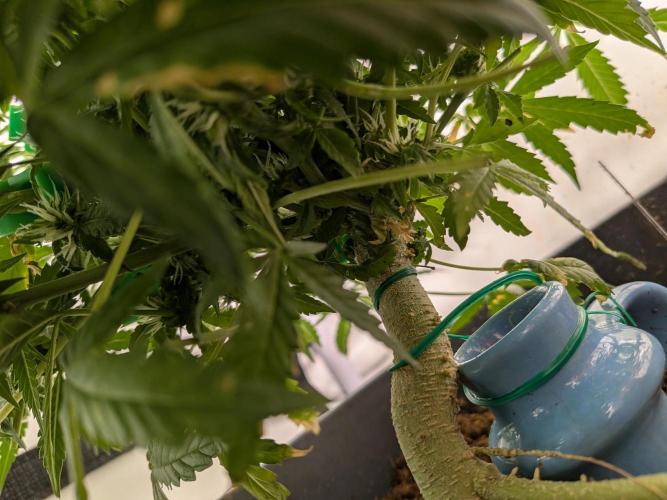 Sticky broccoli  🥦 Eternity Cup 2026. Week 10