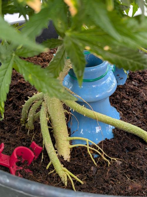 Sticky broccoli  🥦 Eternity Cup 2026. Week 10
