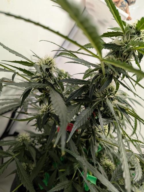 Sticky broccoli  🥦 Eternity Cup 2026. Week 10