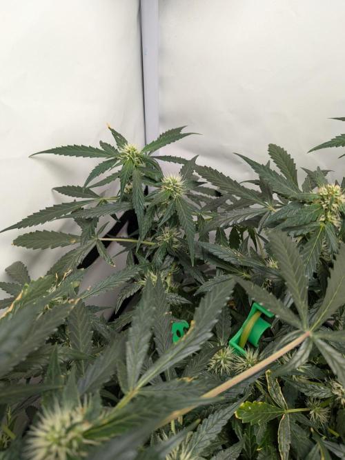 Sticky broccoli  🥦 Eternity Cup 2026. Week 10
