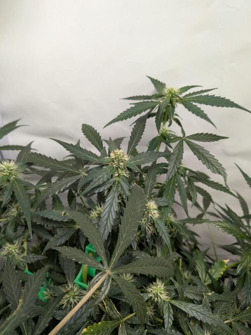 Sticky broccoli  🥦 Eternity Cup 2026. Week 10