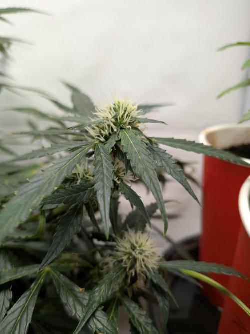 Sticky broccoli  🥦 Eternity Cup 2026. Week 10