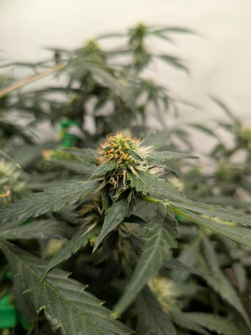 Sticky broccoli  🥦 Eternity Cup 2026. Week 10