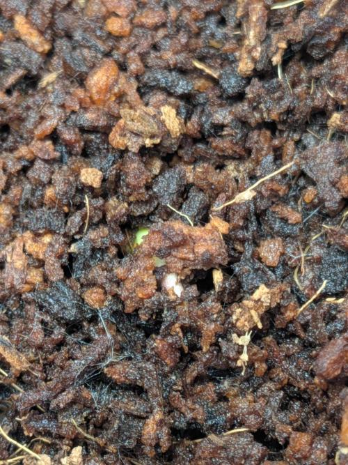 Khalifa Kush | outdoor 2026. Week 0