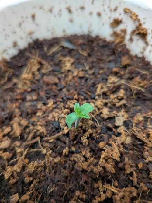Khalifa Kush | outdoor 2026. Week 0