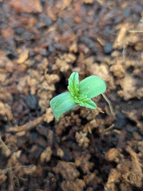 Khalifa Kush | outdoor 2026. Week 0