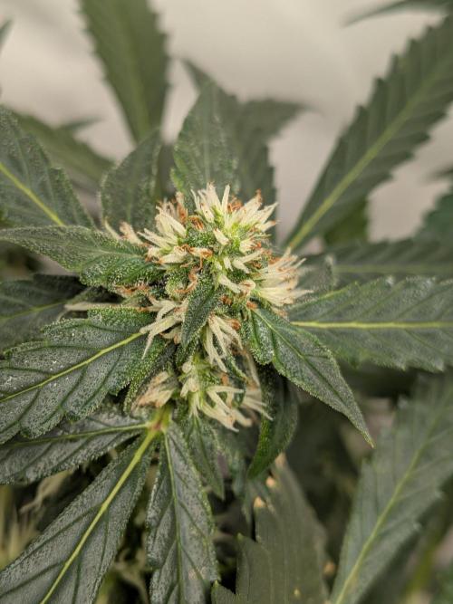 Sticky broccoli  🥦 Eternity Cup 2026. Week 10