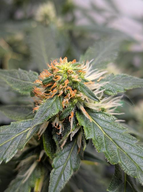 Sticky broccoli  🥦 Eternity Cup 2026. Week 10