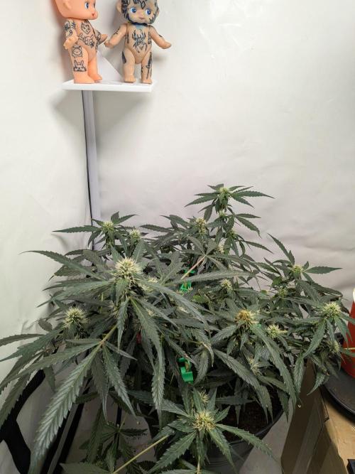 Sticky broccoli  🥦 Eternity Cup 2026. Week 10