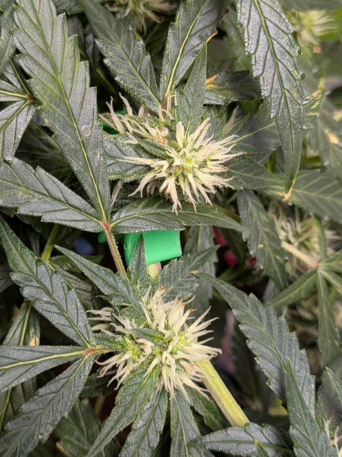 Sticky broccoli  🥦 Eternity Cup 2026. Week 10