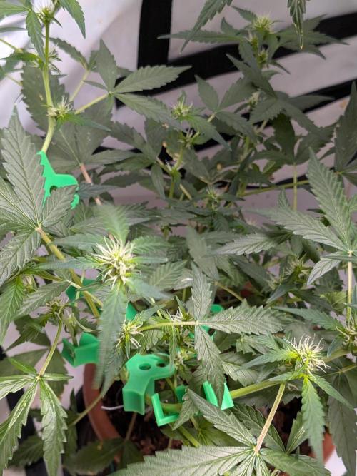 🥦Honey, I Shrunk the Broccoli! Micro. Week 7