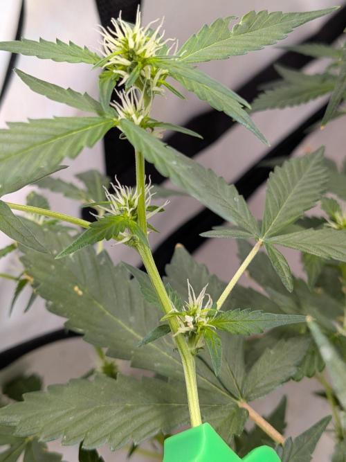 🥦Honey, I Shrunk the Broccoli! Micro. Week 7