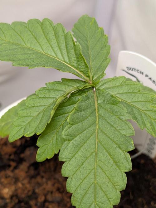 Devil Cookies One | USA Genetics 2026. Week 2