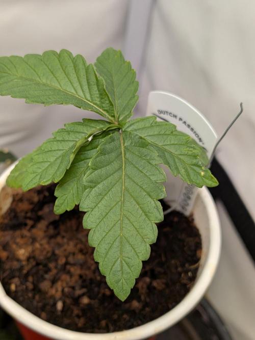 Devil Cookies One | USA Genetics 2026. Week 2