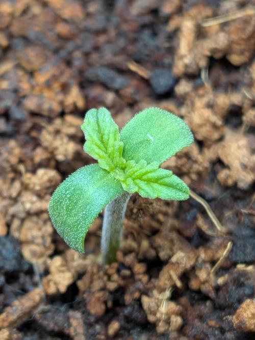 Khalifa Kush | outdoor 2026. Week 0