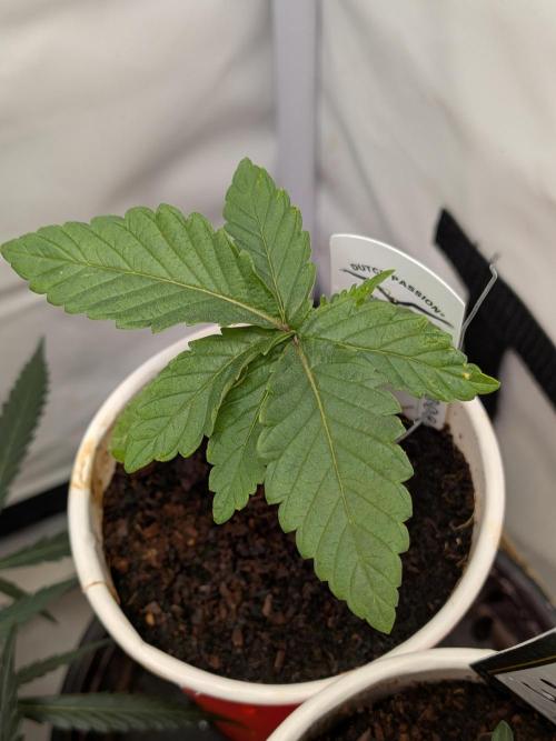 Devil Cookies One | USA Genetics 2026. Week 2