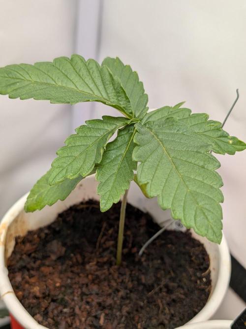 Devil Cookies One | USA Genetics 2026. Week 2
