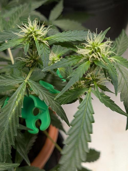 🥦Honey, I Shrunk the Broccoli! Micro. Week 7
