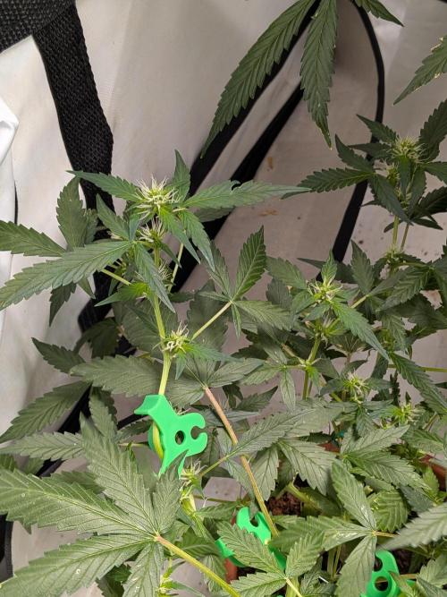 🥦Honey, I Shrunk the Broccoli! Micro. Week 7