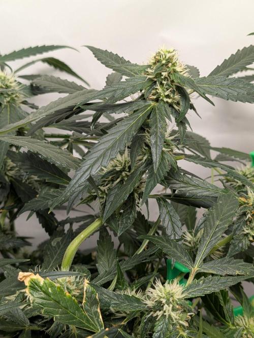 Sticky broccoli  🥦 Eternity Cup 2026. Week 10