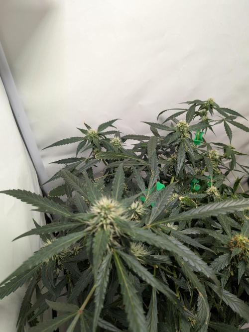 Sticky broccoli  🥦 Eternity Cup 2026. Week 10
