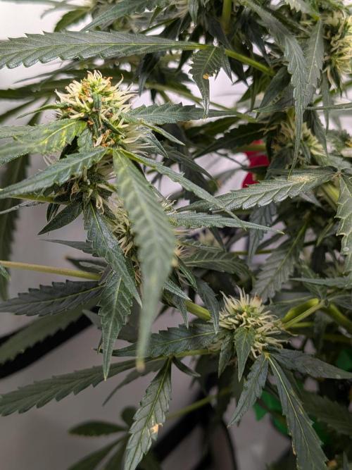 Sticky broccoli  🥦 Eternity Cup 2026. Week 10