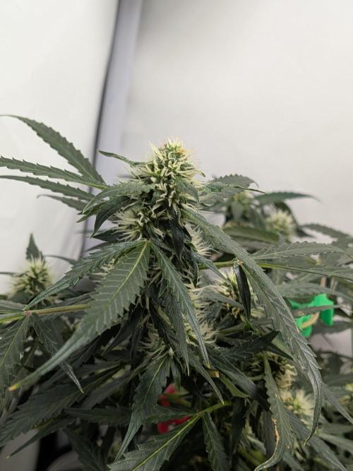Sticky broccoli  🥦 Eternity Cup 2026. Week 10