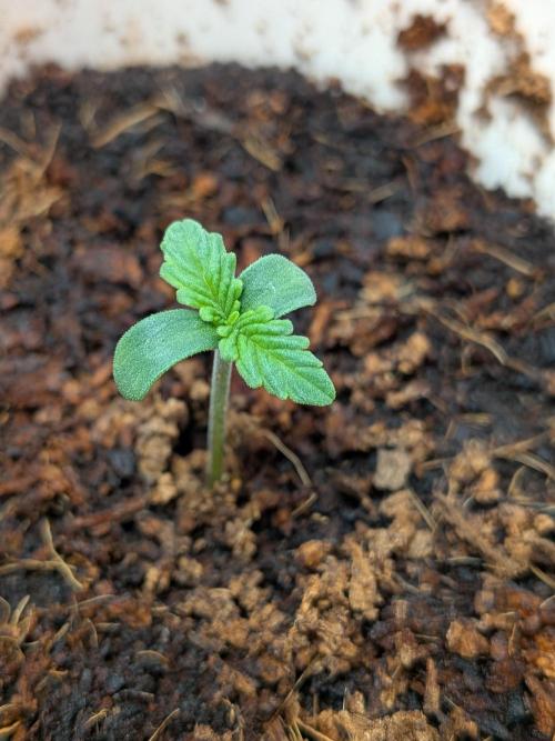 Khalifa Kush | outdoor 2026. Week 0