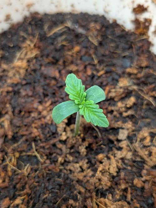 Khalifa Kush | outdoor 2026. Week 0