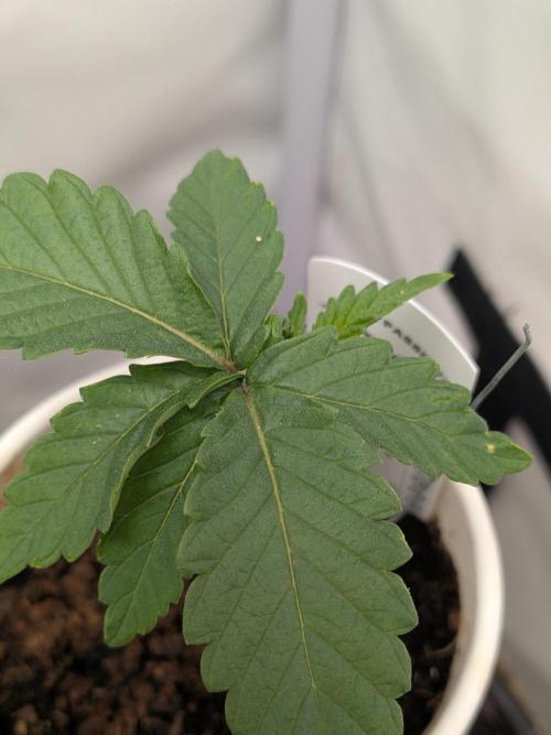 Devil Cookies One | USA Genetics 2026. Week 2