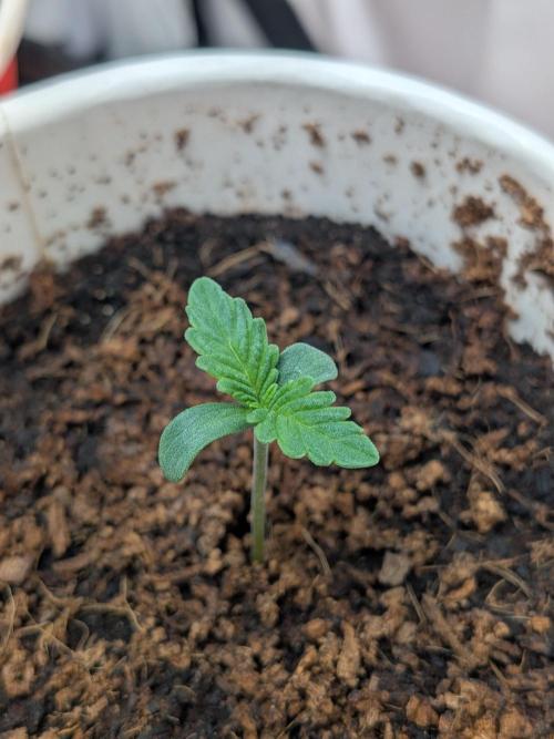 Khalifa Kush | outdoor 2026. Week 0