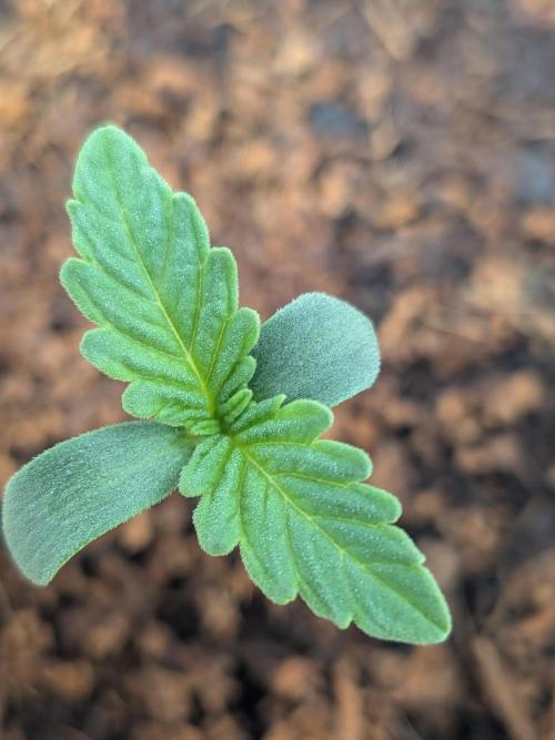Khalifa Kush | outdoor 2026. Week 0