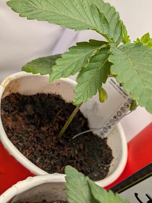 Devil Cookies One | USA Genetics 2026. Week 3