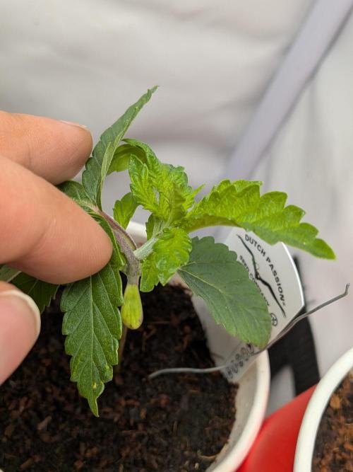Devil Cookies One | USA Genetics 2026. Week 3