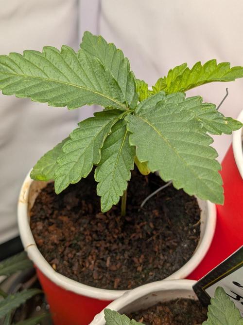 Devil Cookies One | USA Genetics 2026. Week 3
