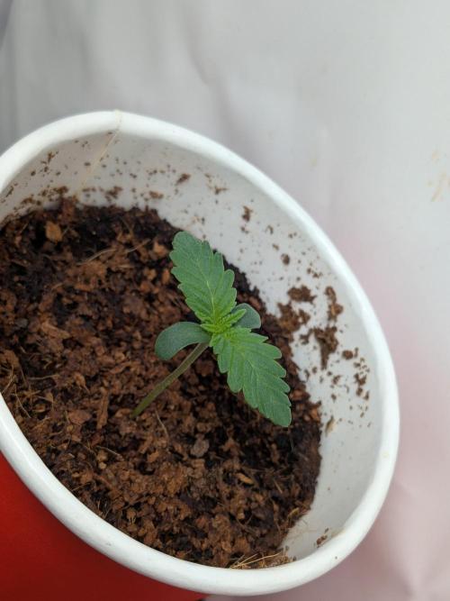 Khalifa Kush | outdoor 2026. Week 1