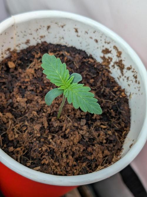 Khalifa Kush | outdoor 2026. Week 1