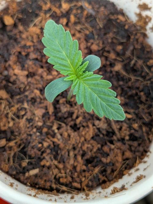 Khalifa Kush | outdoor 2026. Week 1