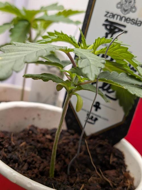 Mellow Jelly | Exclusive Zamnesia. Week 3