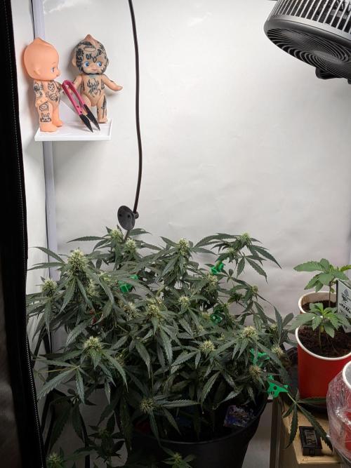 Sticky broccoli  🥦 Eternity Cup 2026. Week 11
