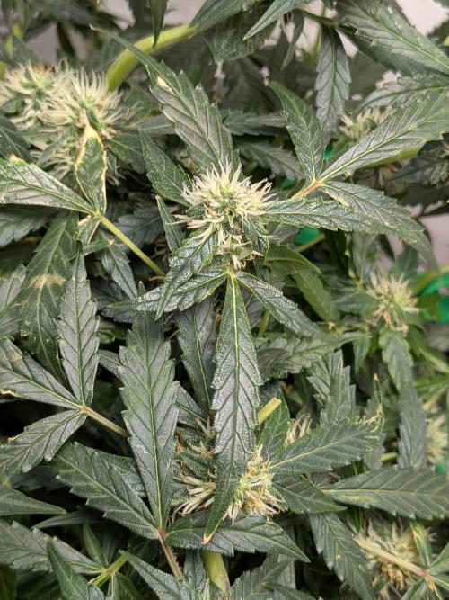 Sticky broccoli  🥦 Eternity Cup 2026. Week 11