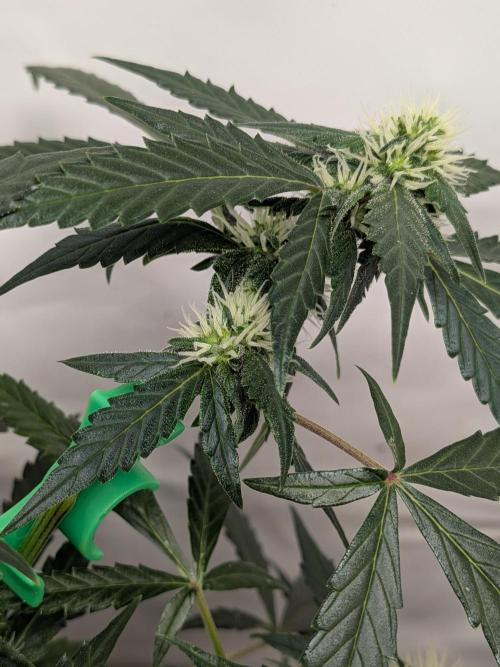 Sticky broccoli  🥦 Eternity Cup 2026. Week 11