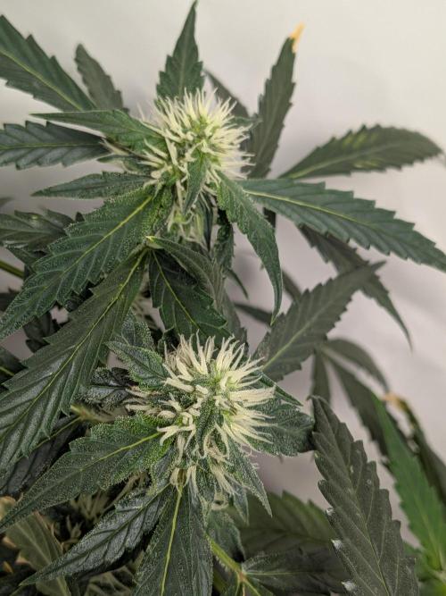Sticky broccoli  🥦 Eternity Cup 2026. Week 11