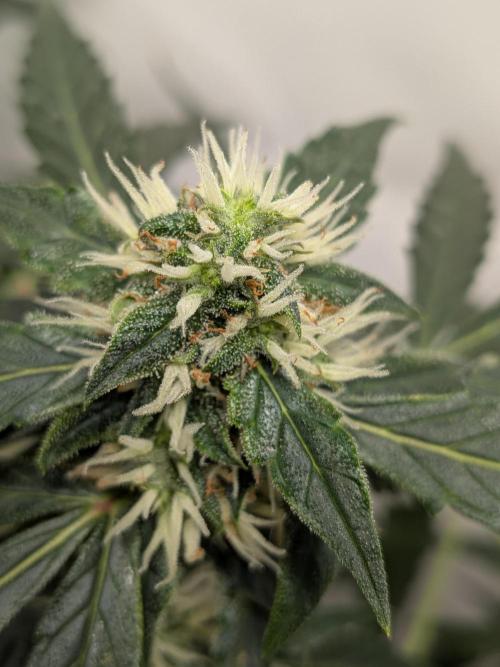 Sticky broccoli  🥦 Eternity Cup 2026. Week 11