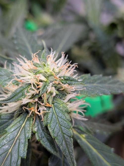 Sticky broccoli  🥦 Eternity Cup 2026. Week 11