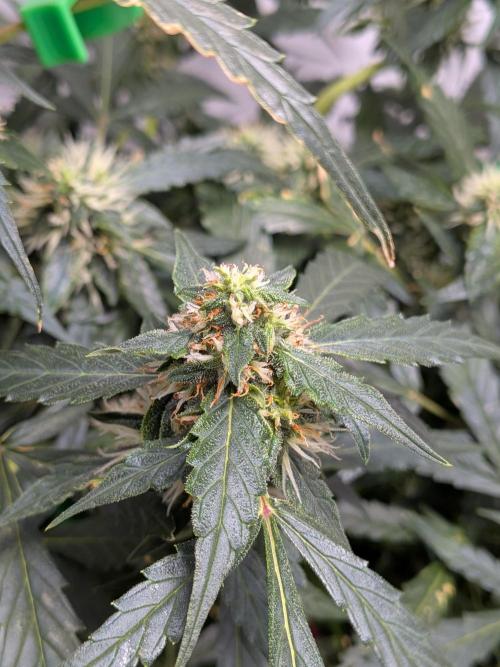 Sticky broccoli  🥦 Eternity Cup 2026. Week 11