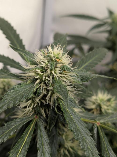Sticky broccoli  🥦 Eternity Cup 2026. Week 11
