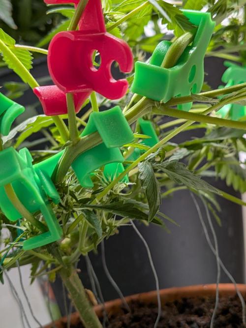 🥦Honey, I Shrunk the Broccoli! Micro. Week 8